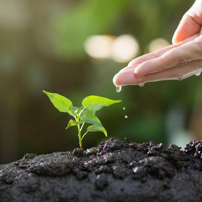 planting, transplanting, cherry tomato, spring, season, nature, plant, garden, plant, plant, plant, plant, plant